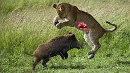 Lợn rừng liều lĩnh đối đấu với cặp đôi sư tử